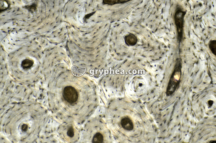 Os compact x40 - gryphea.com